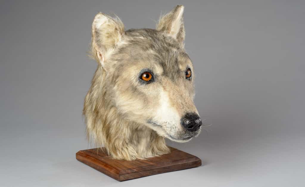 Voici le modèle de tête de chien créé par les chercheurs à partir d’un crâne retrouvé du côté du cairn de la colline de Cuween (Écosse). © <em>Historic Environment Scotland</em>