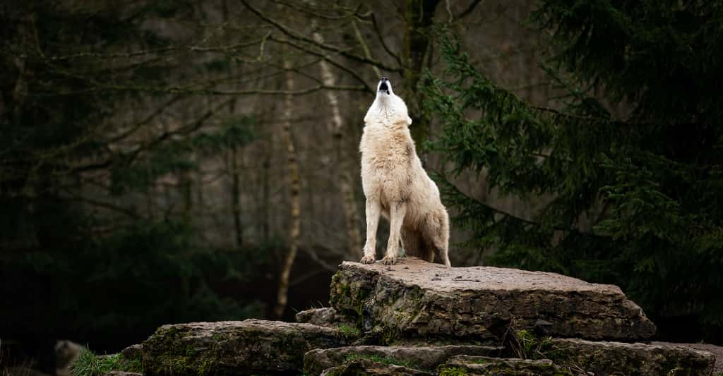 L’algorithme développé par les chercheurs de l’université Cornell (États-Unis) pourrait aussi aider à démêler les épisodes d’accouplements passés entre chiens et loups. © AB Photography, Adobe Stock