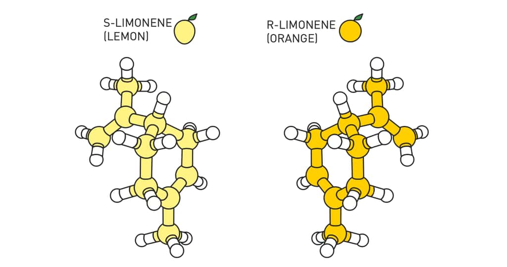 Dans la nature, de nombreuses molécules existent sous la forme de deux images miroirs l’une de l’autre. C’est le cas, par exemple du limonène (C<sub>10</sub>H<sub>16</sub>). L’une des variantes a une odeur de citron, l’autre, d’orange. © Johan Jarnestad, Académie royale des sciences de Suède