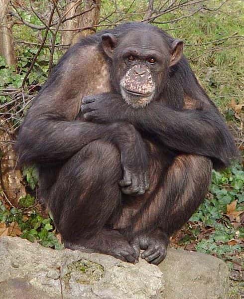 Chimpanzé. Crédit : Kotisatama