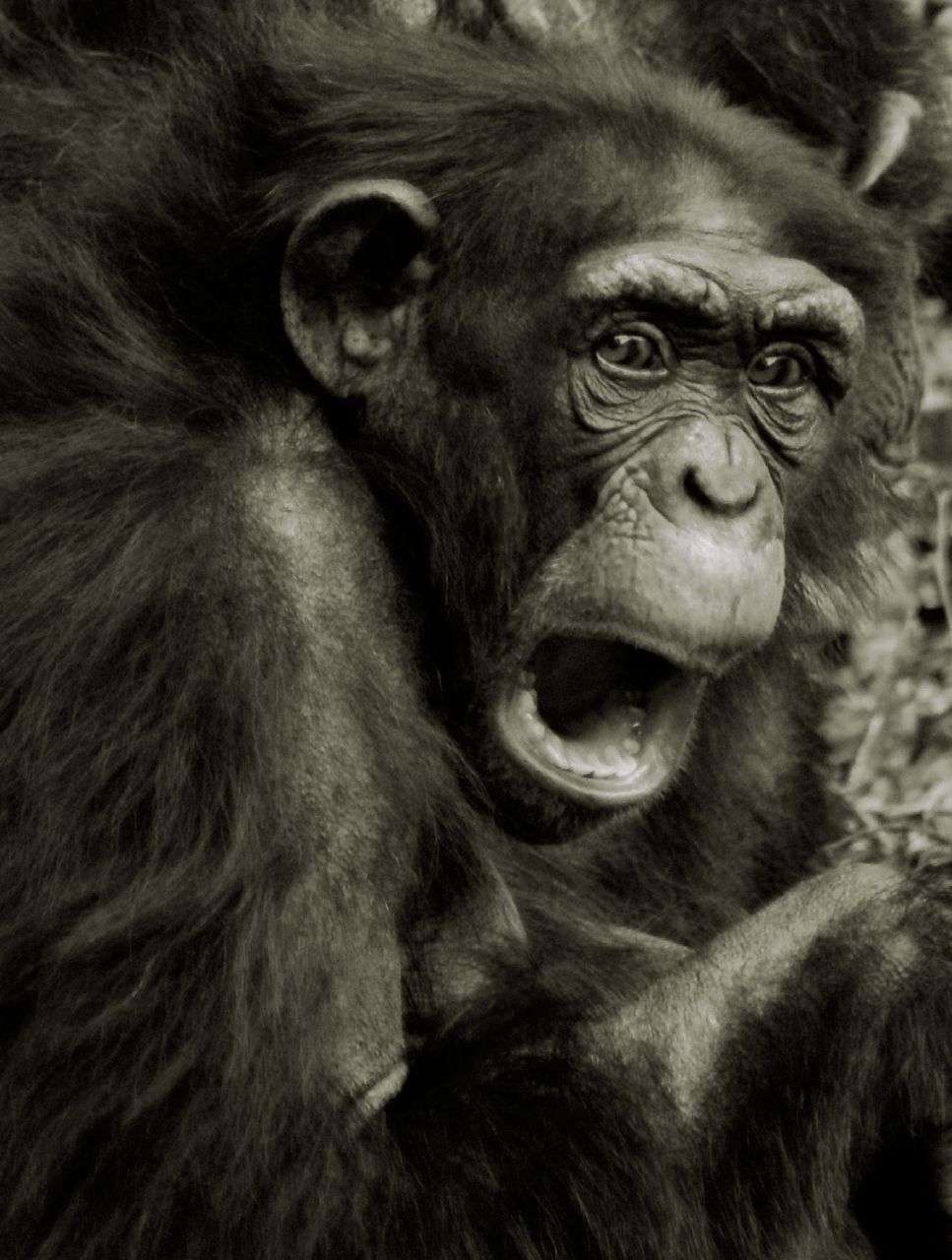 La peur, chez l'Homme comme chez le chimpanzé, se manifeste par des cris. Mais aussi par d'autres signes caractéristiques de l'émotion, comme les expressions faciales. © patries71, Flickr, cc by nc nd 2.0