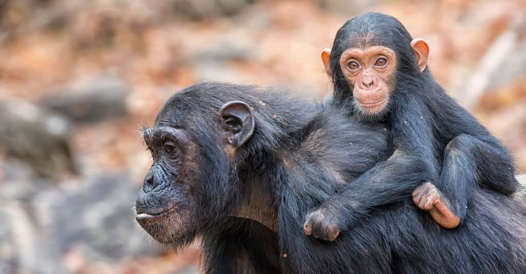 Les chimpanzés, comme beaucoup de grands vertébrés, sont menacés dans de nombreuses régions, mais ils sont la face cachée de l'iceberg. En rasant des forêts, les activités humaines font disparaître des écosystèmes entiers, avec leurs végétaux, leurs animaux et leurs micro-organismes. © sivanadar, Shutterstock
