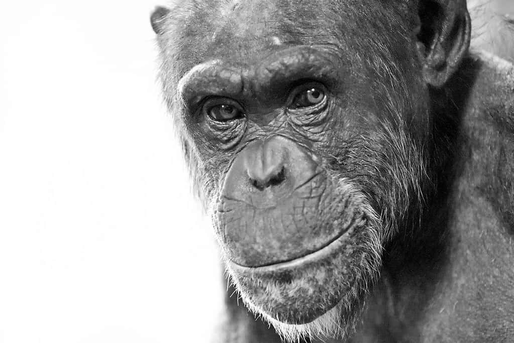Les chimpanzés comptent parmi les animaux les plus intelligents. Ils disposent même de capacités très avancées pour se repérer dans l’espace, plus importantes que celles des enfants. © Convex Creative, cc by 2.0
