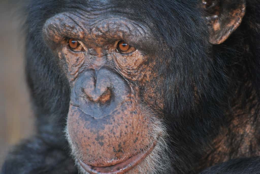 Les chimpanzés seraient nos plus proches cousins hominidés. Nous partageons en effet 98,7 % de notre ADN et de nombreux comportements comme le rire, la médiation sociale, la crise de milieu de vie et le mode de nage (la brasse). © AfrikaForce, Flickr, cc by 2.0