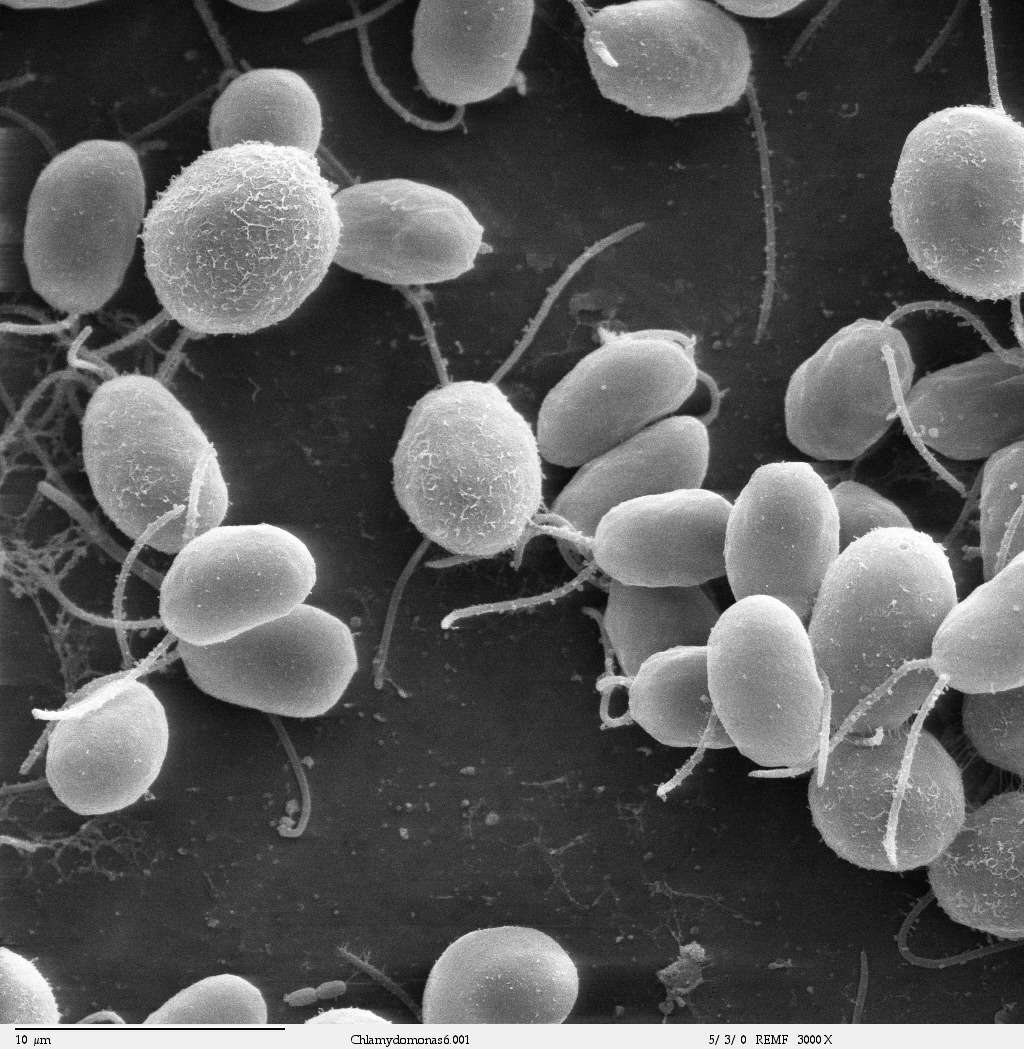 Image d'algues vertes <em>Chlamydomonas</em> prises en microscopie électronique à balayage. Crédit : domaine public