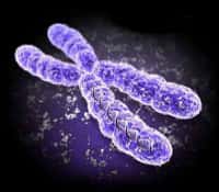 Chromosome X : un dossier complet sur les différentes maladies génétiques liées à ce chromosome sexuel. © DR