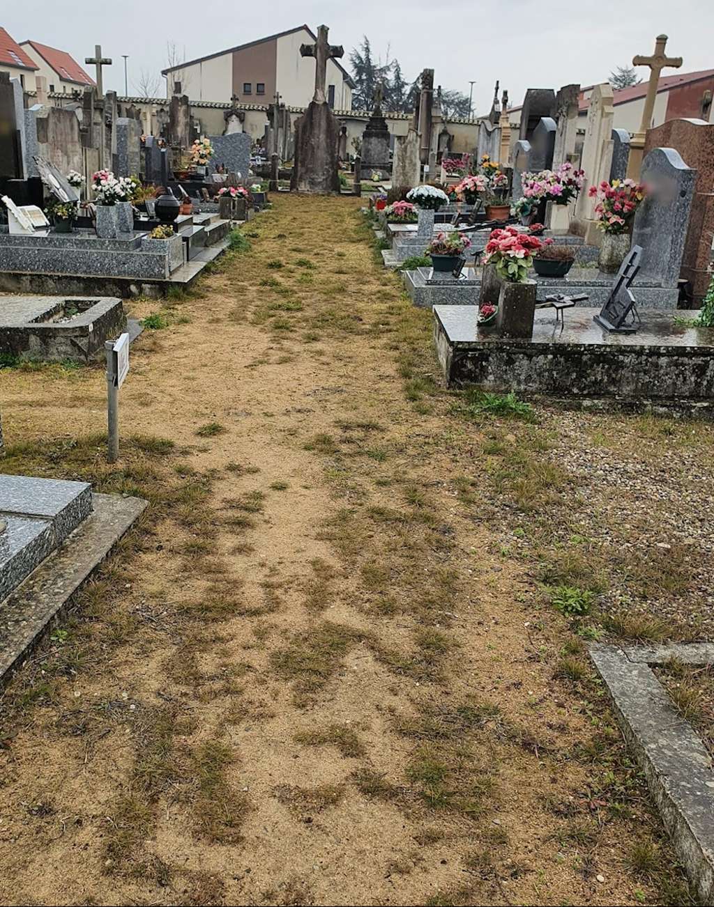 Chemin en cours d’enherbement à Chassieu. Dans les allées, le passage des machines et le piétinement compliquent une pousse homogène, ce qui génère d’autant plus de plaintes. © Louis Dall Aglio, fourni par l'auteur