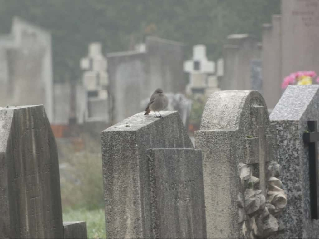 Rouge-queue noir au cimetière de la Guillotière. © Louis Dall Agio, fourni par l'auteur 