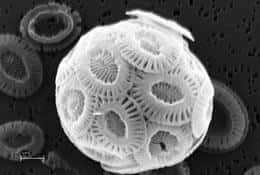 Le coccolithophore <em>Emiliania huxleyi</em>, ici observé au microscope électronique à balayage, risque d'être plus difficile à observer dans son milieu naturel. © D. Iglesias-Rodriguez