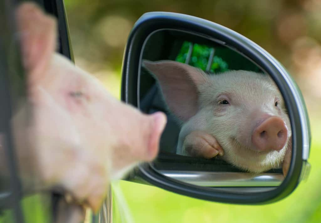 Certains cochons au moins seraient capables d’interpréter les images qu’ils voient dans un miroir. © John, Adobe Stock
