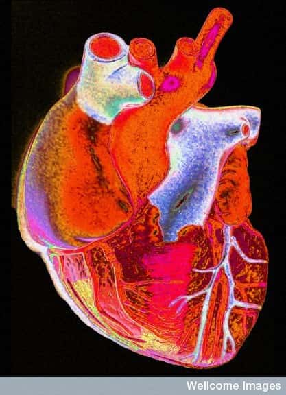 Le cœur fonctionne comme une pompe et assure la circulation d’environ 8.000 litres de sang dans l'organisme en une journée. Grâce au cœur, les organes sont nourris en oxygène et en nutriments. © Wellcome Images, Flickr, cc by nc nd 2.0