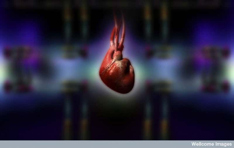 Le cœur et tout le système cardiovasculaire pourraient être sensibles au bruit sourd des avions, ou dérangés par la récurrence des vols, au point d'entraîner une hypertension dangereuse. © Spooky Pooka, Wellcome Images, cc by nc nd 2.0