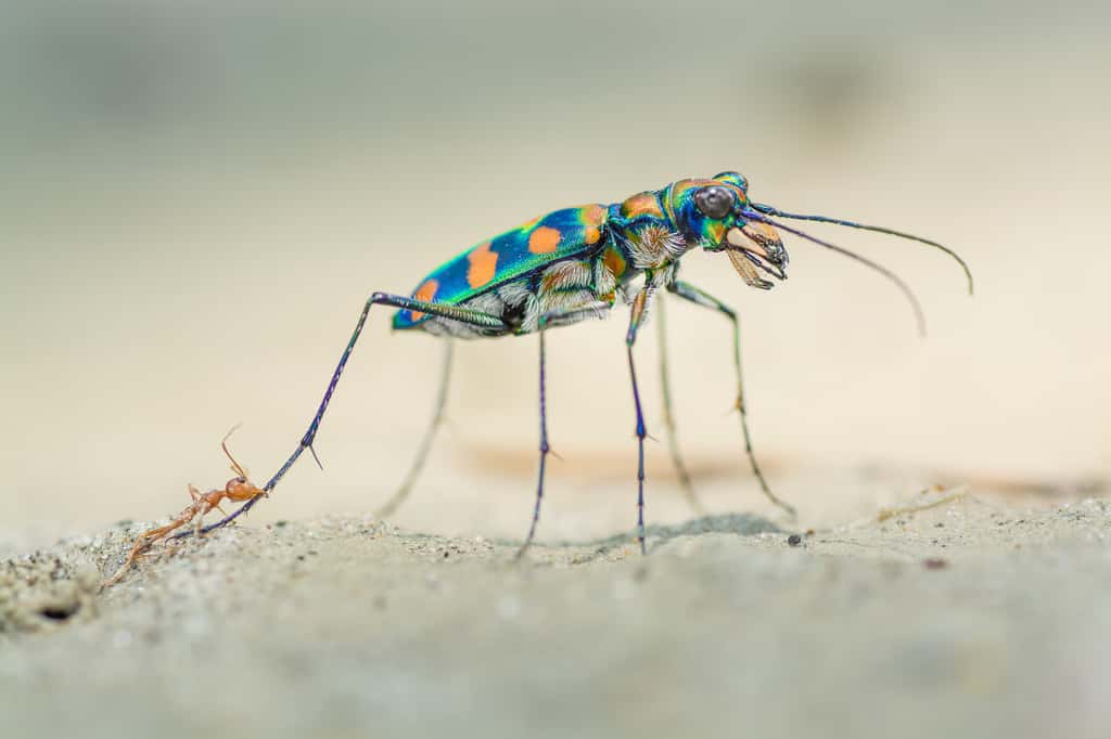 « La dernière morsure » d’une fourmi tisserande. © Ripan Biswas, <em>Wildlife Photographer of the Year 2020</em>