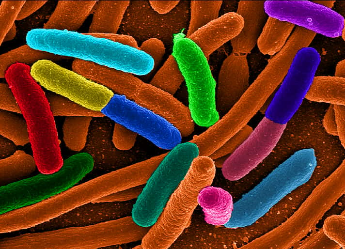 Escherichia coli est une bactérie intestinale très répandue chez les mammifères. Facile à manipuler (pour les souches non pathogènes), elle est très utilisée en laboratoire de recherche, notamment pour étudier l’évolution. À 37 °C et en milieu riche, elle met environ 30 minutes pour se dédoubler. © Mattosaurus, Wikimedia Commons, DP