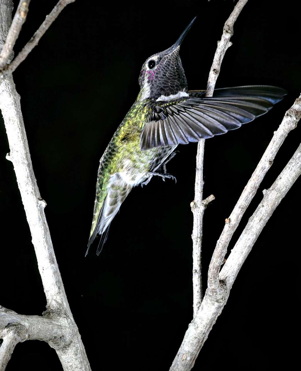 Pour se faufiler dans de petits espaces, les colibris optent souvent pour un vol latéral pour le moins surprenant. © Marc Badger, Université de Berkeley