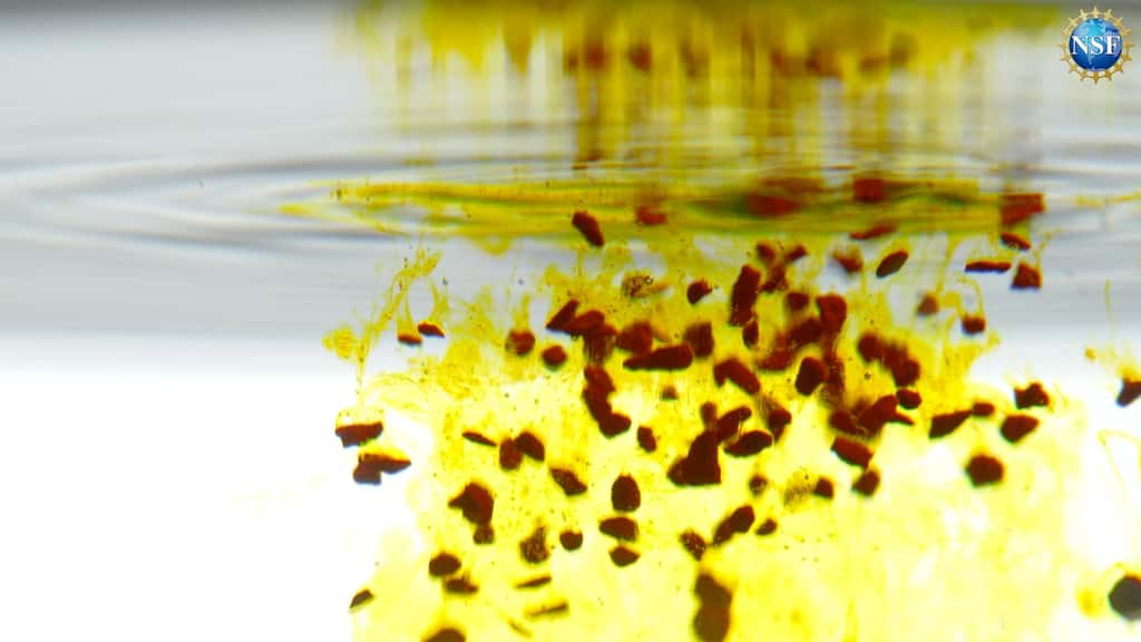 C’est à l’aide d’un simple colorant jaune dissous dans de l’eau que des biologistes de la <em>U.S. National Science Foundation</em> et de l’université de Stanford (États-Unis) ont rendu la peau d’une souris transparente. © Matthew Christiansen/<em>U.S. National Science Foundation</em>