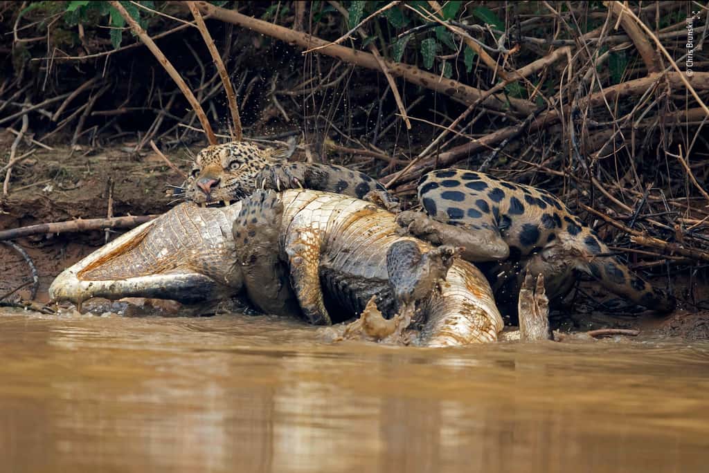 Principaux prédateurs dans la forêt amazonienne, ce jaguar et ce caïman se sont livrés à un combat sans merci. Un spectacle rare. © Chris Brunskill