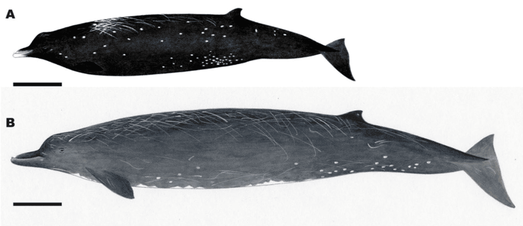 Des illustrations comparant la nouvelle espèce <em>Berardius minimus</em> (A) et la baleine à bec de Baird (<em>Berardius bairdii</em>) (B) du même genre. © Tadasu K. Yamada <em>et al.</em>, <em>Scientific Reports</em>
