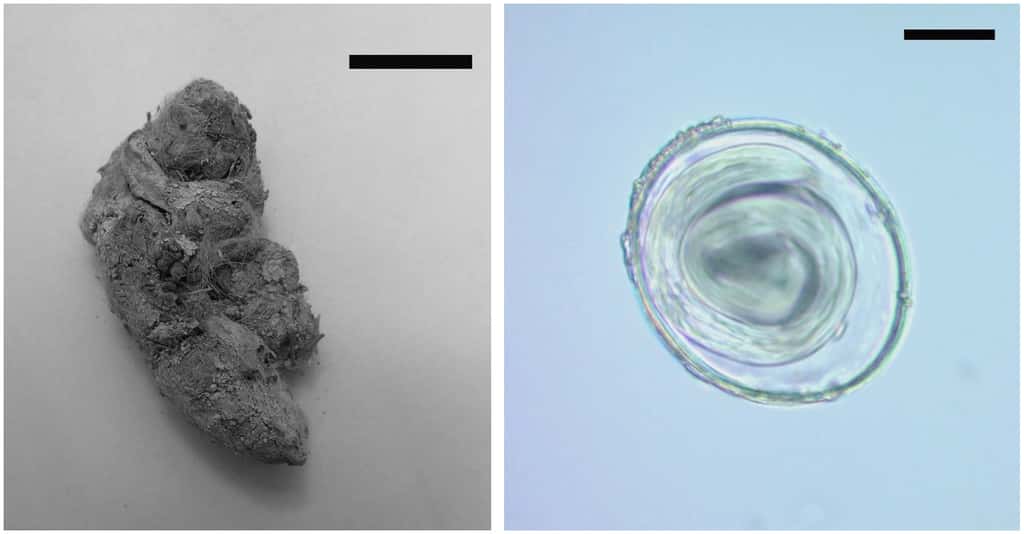 À gauche, le coprolithe de puma (échelle 20 mm) et à droite, un œuf de <em>Toxascaris leonina</em> grossi 400 fois (échelle 20 µm). © CONICET
