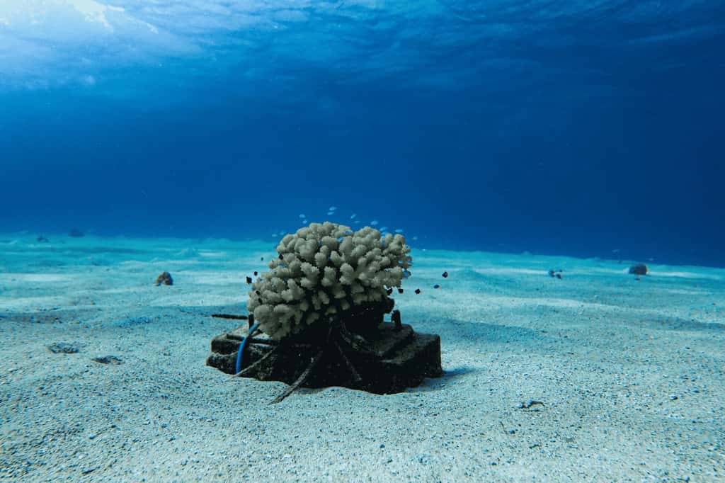 Pour étudier les effets de la lumière artificielle sur les poissons, les chercheurs ont travaillé avec deux types de coraux : des coraux témoins exposés uniquement à la lumière naturelle et des coraux exposés la nuit à une pollution lumineuse d’une intensité similaire à celle produite par les stations balnéaires et les lampadaires. Ils se sont concentrés sur deux espèces de poissons : la demoiselle à queue jaune (<em>Dascyllus flavicaudus</em>) et le chromis bleu-vert (<em>Chromis viridis</em>). © Jules Schligler, Centre de recherches insulaires et observatoire de l’environnement
