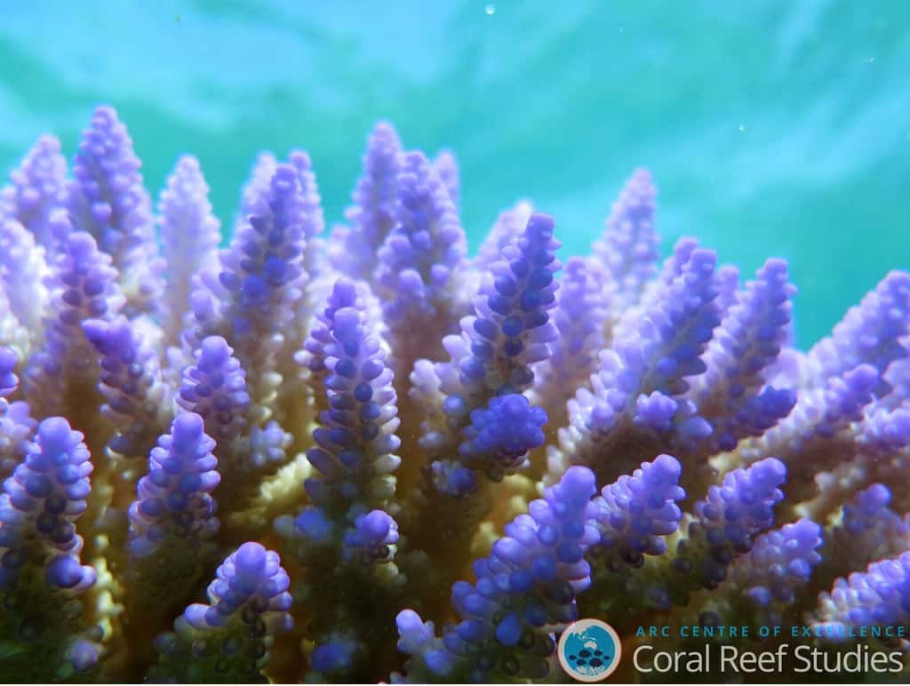 Corail non blanchi. © <a href="http://www.coralreefecosystems.org/doro-bender/" title="Dorothea Bender-Champ" target="_blank">Dorothea Bender-Champ</a>