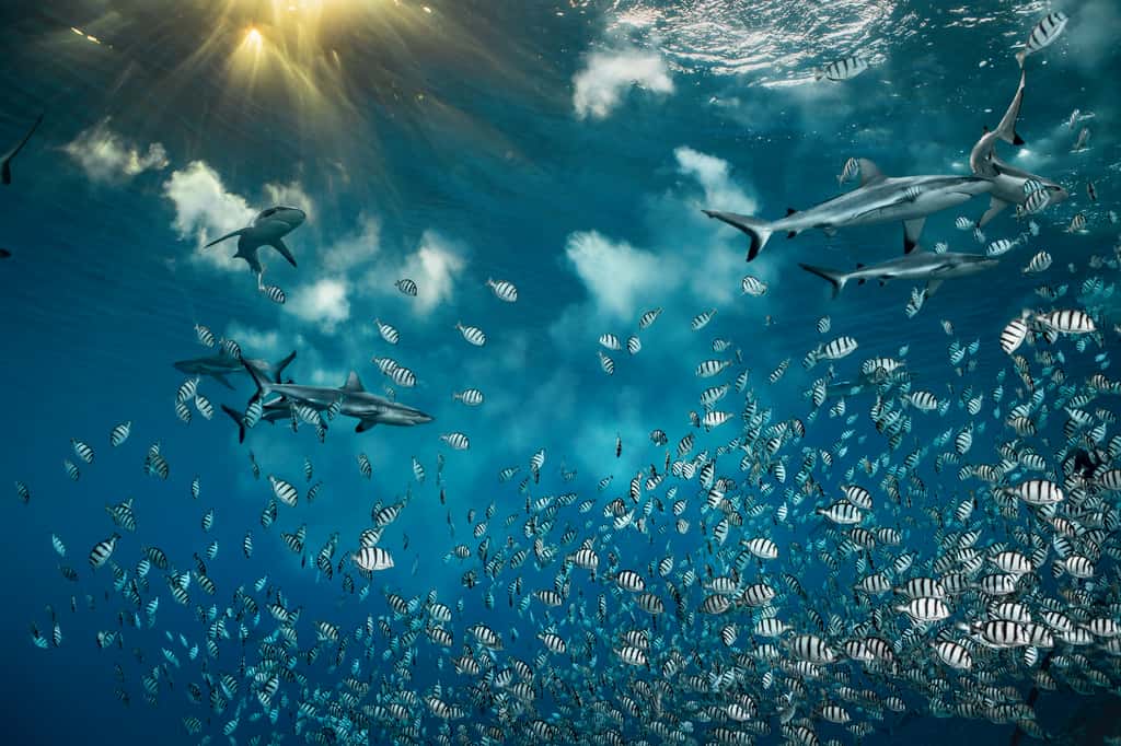 À chaque nouvelle lune, au coucher du soleil, des milliers de poissons-chirurgiens bagnards se rassemblent pour frayer dans ce chenal étroit qui relie la lagune de l’atoll de Fakarava, en Polynésie française, à l’océan Pacifique Sud. Ils risquent de se faire dévorer par les requins pour permettre à leurs œufs de se faire emporter au loin. © Laurent Ballesta, <em>Wildlife Photographer of the Year 2020</em>