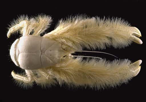 Un crabe poilu (Kiwa hirsuta) a été découvert près de l'île de Pâques par les scientifiques français de l'Ifremer. © Ifremer
