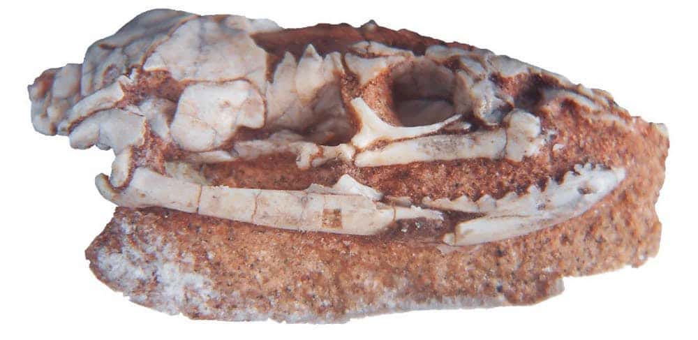 Le crâne fossile d’un serpent <em>Najash</em>. © Fernando Garberoglio, université de Buenos Aires