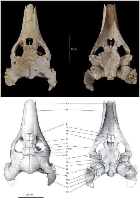 Vues dorsale (à gauche) et ventrale (à droite) du crâne d'<em>Ocepechelon bouyai</em>, une tortue du Crétacé mise au jour au Maroc. On distingue son museau tubulaire. © Bardet <em>et al</em>., <em>Plos One</em>,<em> </em>2013