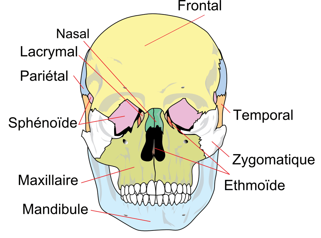 Position de l’os zygomatique (en blanc) au niveau du squelette de la face. © Toony, Wikipedia, CC by-sa 3.0