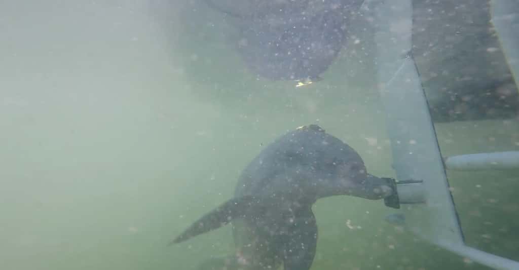 Ici, un des dauphins testés par les chercheurs de l’université de Bristol (Royaume-Uni) et équipés d’un enregistreur de sons alors qu’il presse un bouton sous-marin dans le cadre des expériences menées sur la pollution sonore. © Soronsen et <em>al., Current Biology</em>