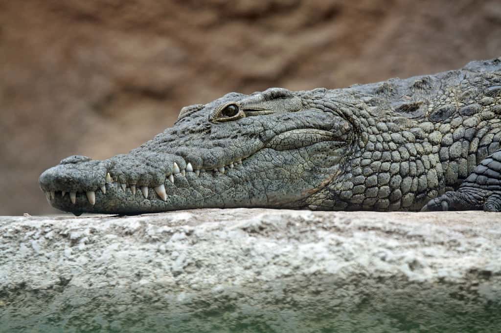 Un crocodile du Nil. © Leigh Bedford, Wikipédia, CC by 2.0