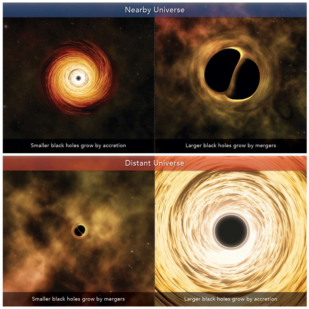 Dans notre voisinage (<em>nearby Universe</em>), les petits trous noirs se développent par accrétion (à gauche) et les plus gros, par fusion (à droite). Dans l’Univers lointain (<em>distant Universe</em>), c’est l’inverse. © M. Weiss, Université de Harvard