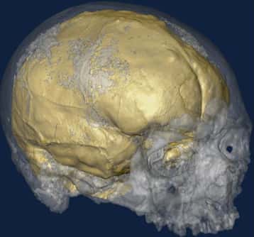 La tomographie à rayons X a été utilisée pour réaliser des copies virtuelles en 3 dimensions des crânes analysés. Il s'agit ici d'un crâne de Cro-Magnon. Cette méthodologie est couramment employée en médecine. Les empreintes laissées par les pétalias sont observées au niveau de l'endocrâne (en jaune). © Antoine Balzeau (CNRS/MNHN)