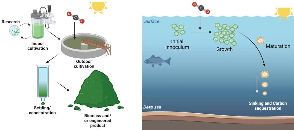 Ces graphiques montrent deux utilisations possibles de la cyanobactérie récemment découverte : une source de biomasse riche en carbone pour la fabrication de produits de valeur à gauche ou une méthode permettant d’envoyer rapidement du carbone des eaux peu profondes de l’océan vers les profondeurs pour le piégeage du carbone. © Wyss Institute de l’Université Harvard