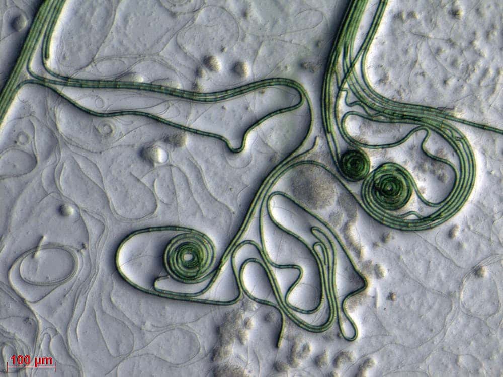 Les cyanobactéries comme celle-ci ont largement contribué à la production primaire sur notre Terre. © <em>Argonne National Laboratory</em>, CC by-nc-sa
