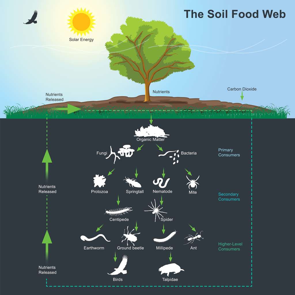 Les micro-organismes du sol occupent une place importante dans le cycle naturel du carbone. © Pattarawit, Adobe Stock