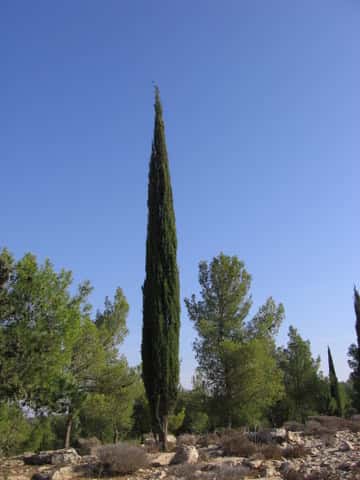 Le cyprès vert (<em>Cupressus sempervirens</em>) est un arbre allergisant. © Wikipédia, CC by-sa 2.5