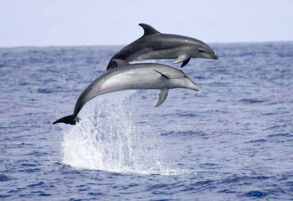 Des dauphins sortant hors de l'eau. Crédit : Ministère de l'écologie du développement et de l'aménagement durables