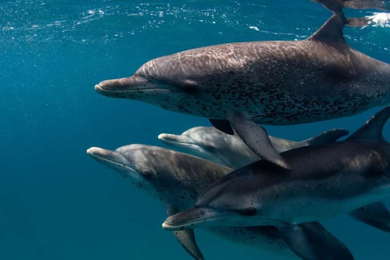 Certaines espèces de mammifères sont connues pour leur capacité à se repérer à l'aide des échos sonores. Les dauphins par exemple repèrent ainsi leurs proies, même quand elles sont enfouies sous le sable. © Wllly Volk, Flickr, cc by bc sa 2.0