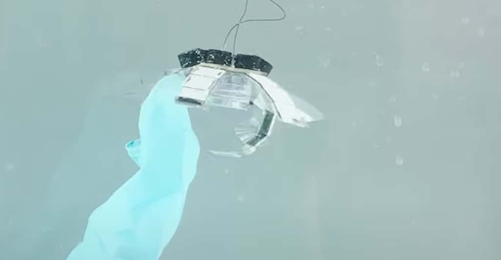 Des chercheurs du Max Planck Institute (Allemagne) ont conçu un robot inspiré de la méduse. Objectif : atteindre les endroits les plus sensibles de nos océans pour les nettoyer de nos déchets. © Max Planck Institute for Intelligent Systems
