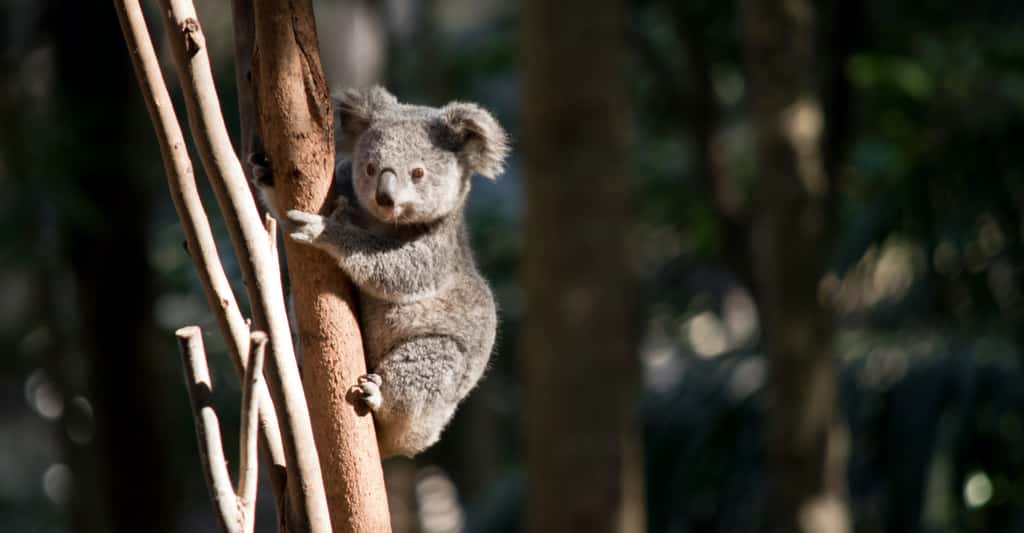 Plus de 100 espèces australiennes sont déclarées éteintes ou éteintes à l’état sauvage. Le koala est désormais en danger dans plusieurs régions. © susan flashman, Adobe Stock