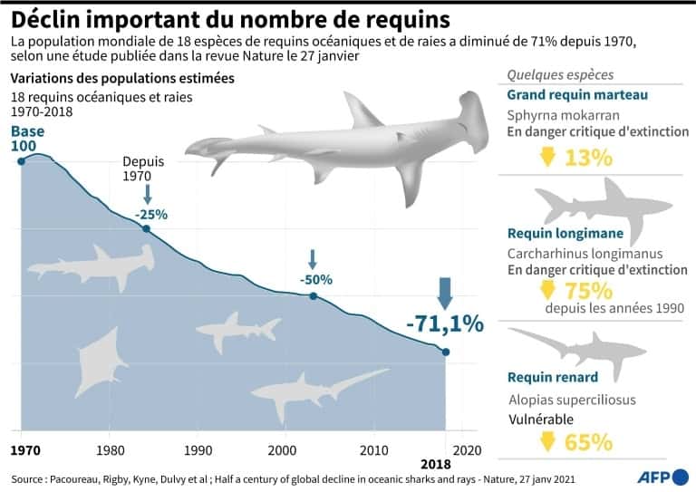 Déclin important du nombre de requins. © John Saeki, AFP