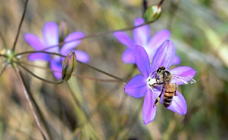 Pour indiquer aux autres abeilles la distance d'une source abondante de nourriture, une abeille fait varier le temps de vibration de son corps. © Frederic J. Brown, AFP