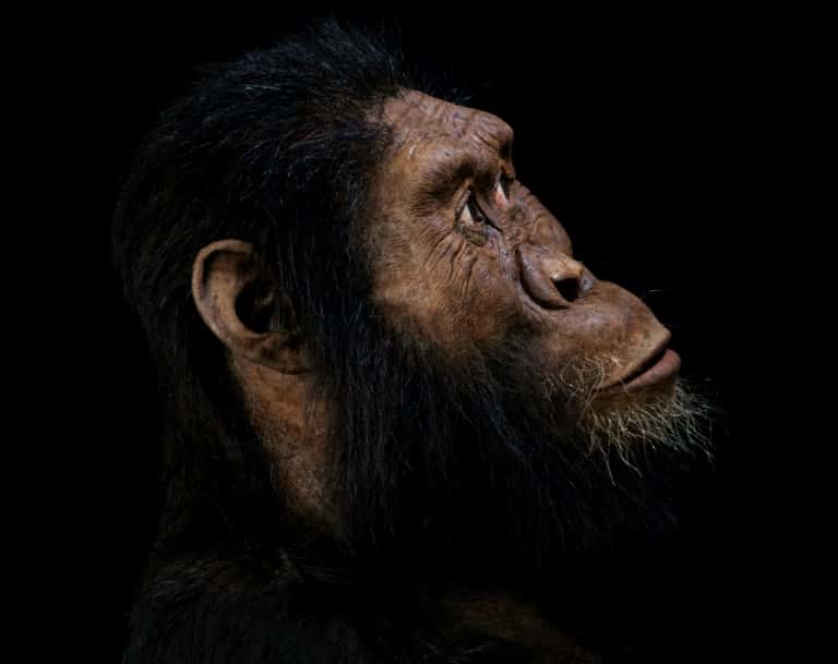 Photo montage réalisé par le <em>Museum of Natural history</em> de Cleveland, reconstituant un visage à partir du crâne d'un Australopithèque découvert en Ethiopie. © HO - Cleveland Museum of Natural History, AFP