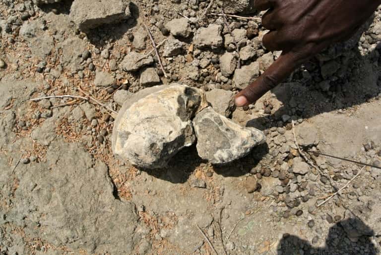 Photo fournie par le Museum of Natural history de Cleveland le 28 août 2019 montrant un fragment de crâne d'Australopithèque vieux de 3,8 millions d'années découvert en Ethiopie. © HO - <em>Cleveland Museum of Natural history</em>, AFP
