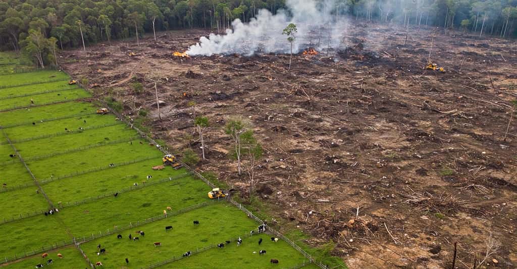80 % de la déforestation est imputable à la production alimentaire. Parce que cette production augmente toujours. Elle pourrait même augmenter de 56 % d’ici 2050 si nous maintenons la trajectoire actuelle. © Nonna, Adobe Stock 