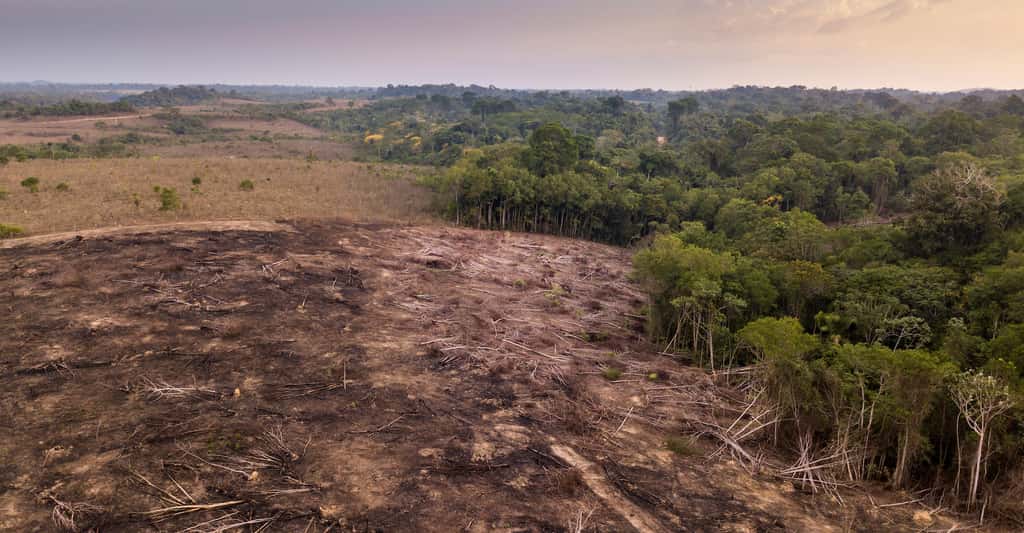 Des chercheurs de l’université de Leeds (Royaume-Uni) rapportent que la déforestation fait grimper les températures au niveau local et régional. © Imago Photo, Adobe Stock