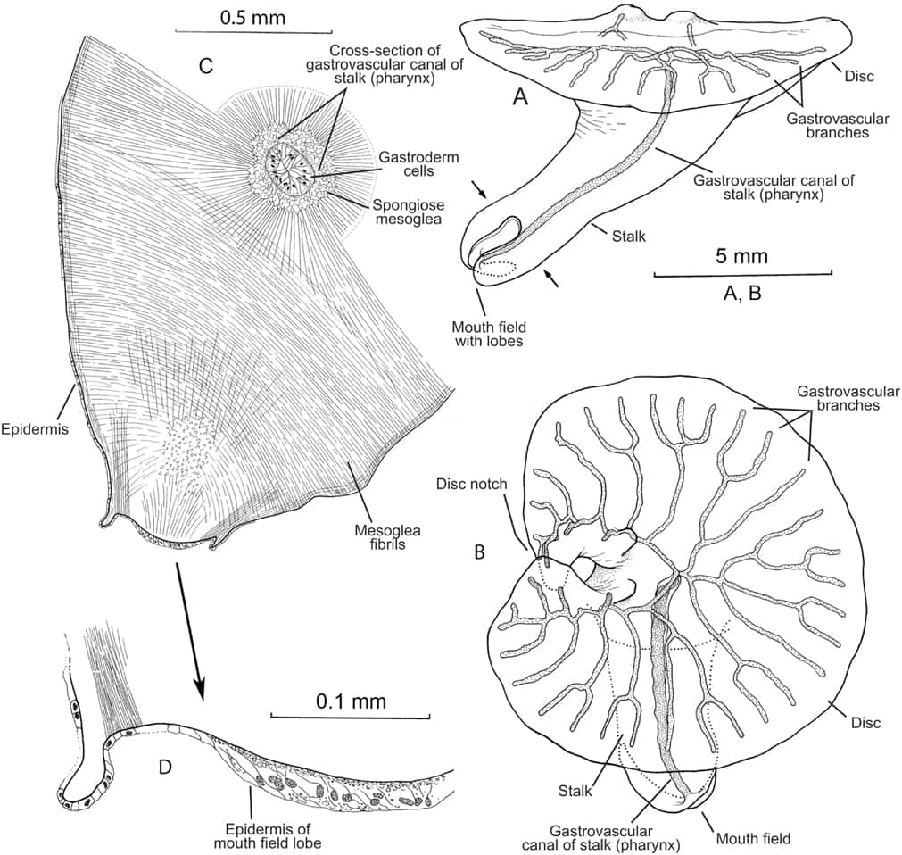 Coupe transversale de <em>Dendrogramma</em>, d’environ 2 centimètres de long, sur la moitié de la tige (niveau indiqué par des flèches sur la Fig. 2A) montrant le canal gastro-vasculaire dans le centre (pharynx) ou encore la « bouche » de l’animal sur un lobe d’épiderme épaissi du disque. © Just <em>et al.</em>, <em>Plos One</em>