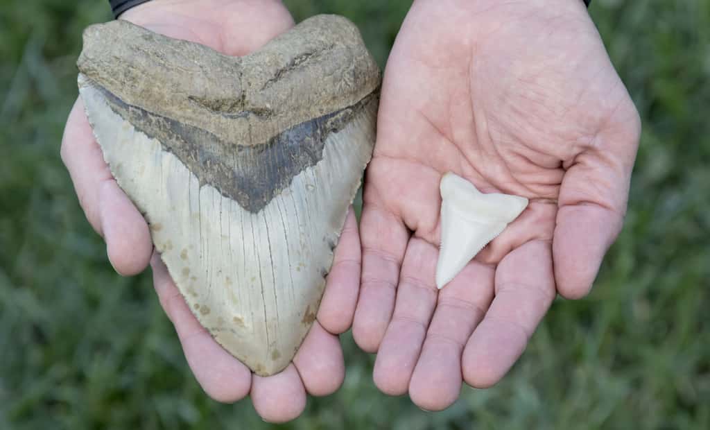 Les dents du mégalodon, ce requin préhistorique, pouvaient mesurer jusqu’à 12 centimètres (à gauche). Des dents sans commune mesure avec celles du grand requin blanc (à droite). © Mark Kostich, Fotolia